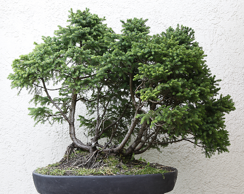 bonsai tree soil Pumice Bonsai Tree Soil Component. Pumice is what many pros and serious  bonsai enthusiasts use  Stone Lantern