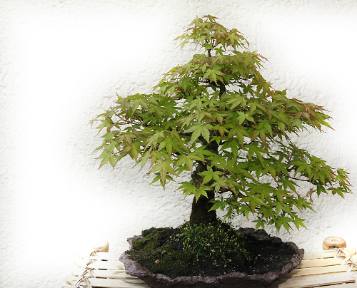 Bonsai-Shop
